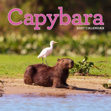 Capybara Wall Calendar 2027